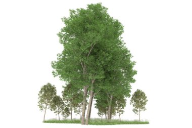 Realistic forest isolated on white background. 3d rendering - illustration