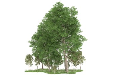 Realistic forest isolated on white background. 3d rendering - illustration