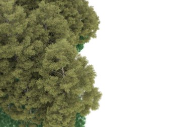 Realistic forest isolated on white background. 3d rendering - illustration