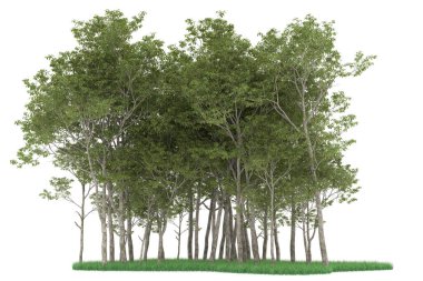 Realistic forest isolated on white background. 3d rendering - illustration