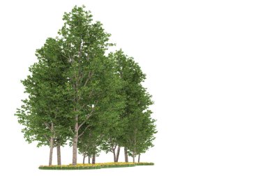 Realistic forest isolated on white background. 3d rendering - illustration