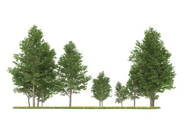 Realistic forest isolated on white background. 3d rendering - illustration