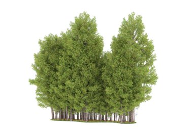 Realistic forest isolated on white background. 3d rendering - illustration