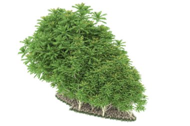 Realistic forest isolated on white background. 3d rendering - illustration