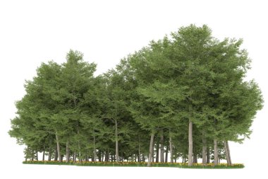 Realistic forest isolated on white background. 3d rendering - illustration