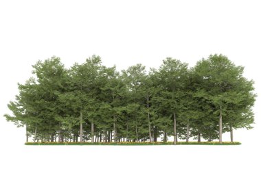 Realistic forest isolated on white background. 3d rendering - illustration