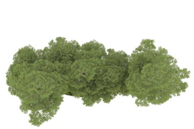 Realistic forest isolated on white background. 3d rendering - illustration