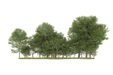 Realistic forest isolated on white background. 3d rendering - illustration