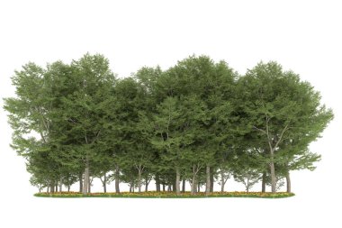 Realistic forest isolated on white background. 3d rendering - illustration