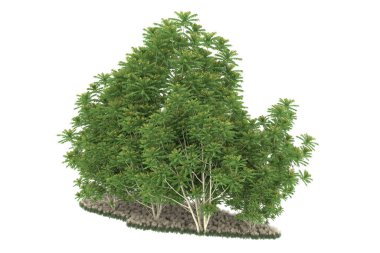 Realistic forest isolated on white background. 3d rendering - illustration