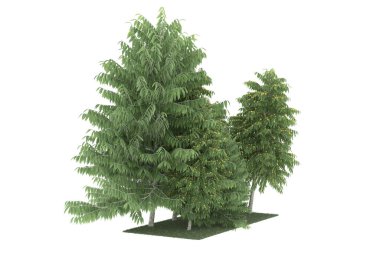 Realistic forest isolated on white background. 3d rendering - illustration