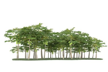 Realistic forest isolated on white background. 3d rendering - illustration