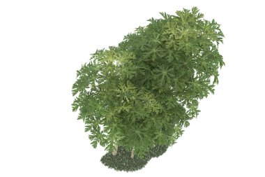 Realistic forest isolated on white background. 3d rendering - illustration