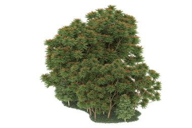 Realistic forest isolated on white background. 3d rendering - illustration