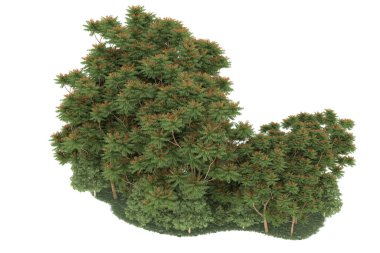 Realistic forest isolated on white background. 3d rendering - illustration