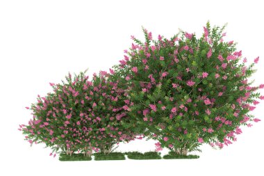 Realistic forest isolated on white background. 3d rendering - illustration