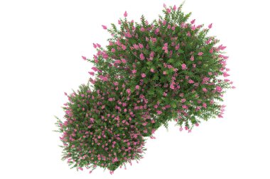 Realistic forest isolated on white background. 3d rendering - illustration