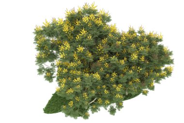 Realistic forest isolated on white background. 3d rendering - illustration