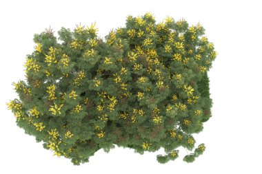 Realistic forest isolated on white background. 3d rendering - illustration