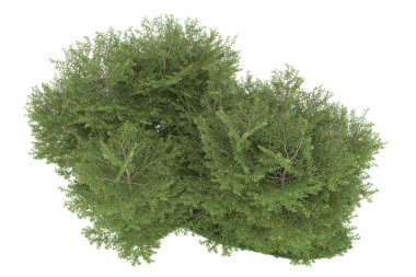 Realistic forest isolated on white background. 3d rendering - illustration