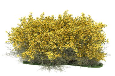 Realistic forest isolated on white background. 3d rendering - illustration