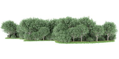 Realistic forest isolated on white background. 3d rendering - illustration