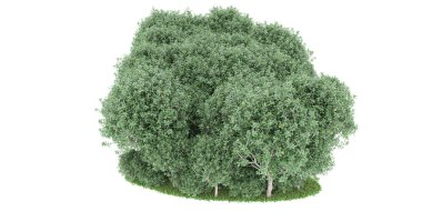 Realistic forest isolated on white background. 3d rendering - illustration