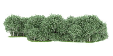 Realistic forest isolated on white background. 3d rendering - illustration