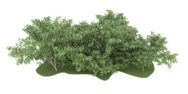 Realistic forest isolated on white background. 3d rendering - illustration