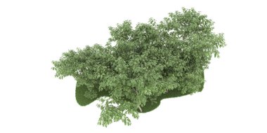 Realistic forest isolated on white background. 3d rendering - illustration