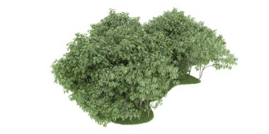 Realistic forest isolated on white background. 3d rendering - illustration