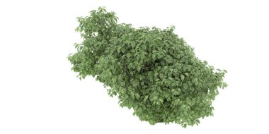 Realistic forest isolated on white background. 3d rendering - illustration