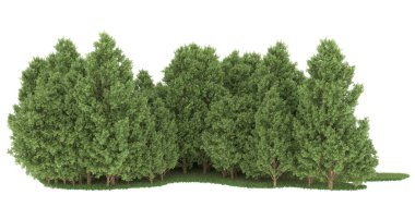 Realistic forest isolated on white background. 3d rendering - illustration