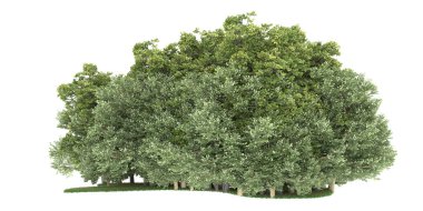 Realistic forest isolated on white background. 3d rendering - illustration
