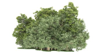 Realistic forest isolated on white background. 3d rendering - illustration