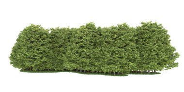 Realistic forest isolated on white background. 3d rendering - illustration