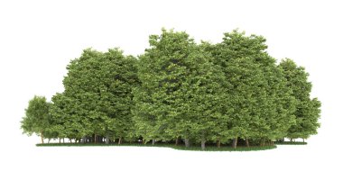 Realistic forest isolated on white background. 3d rendering - illustration