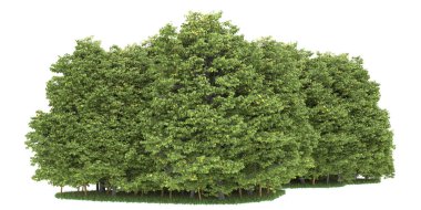 Realistic forest isolated on white background. 3d rendering - illustration