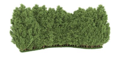 Realistic forest isolated on white background. 3d rendering - illustration