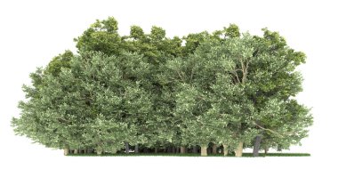 Realistic forest isolated on white background. 3d rendering - illustration