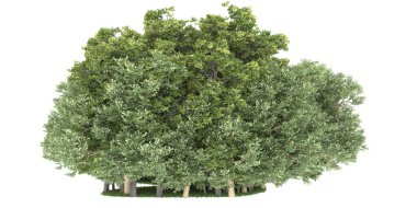 Realistic forest isolated on white background. 3d rendering - illustration