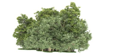 Realistic forest isolated on white background. 3d rendering - illustration