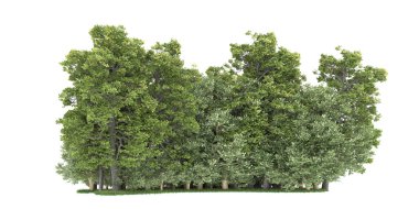 Realistic forest isolated on white background. 3d rendering - illustration