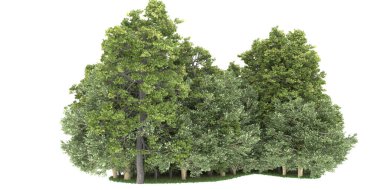 Realistic forest isolated on white background. 3d rendering - illustration