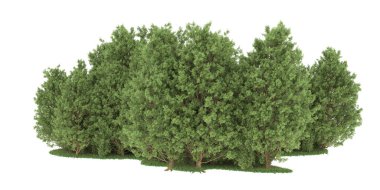 Realistic forest isolated on white background. 3d rendering - illustration