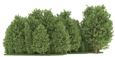 Realistic forest isolated on white background. 3d rendering - illustration