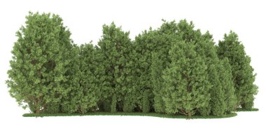 Realistic forest isolated on white background. 3d rendering - illustration
