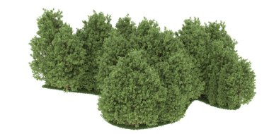 Realistic forest isolated on white background. 3d rendering - illustration