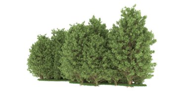 Realistic forest isolated on white background. 3d rendering - illustration