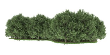 Realistic forest isolated on white background. 3d rendering - illustration